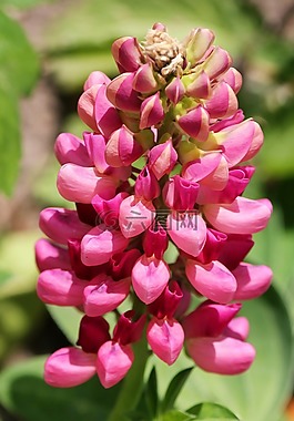 loewenmaeulchen,鮮花,粉紅色
