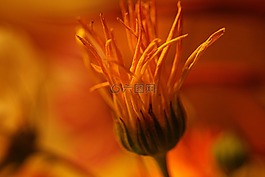 花,性質(zhì),蓬勃發(fā)展