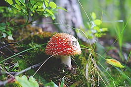 蘑菇,森林,有毒
