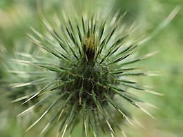 薊,植物區(qū)系,自然