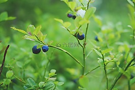 藍(lán)莓,漿果,健康
