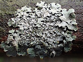 真菌,自然,樹
