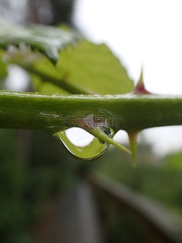 刺,自然,植物