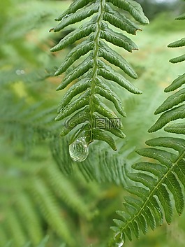 蕨類植物,風(fēng)扇,自然