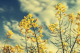 菜子,黄色,天空