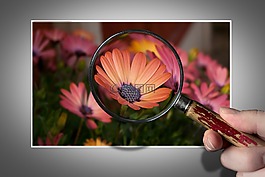 花,osteospermum,自然