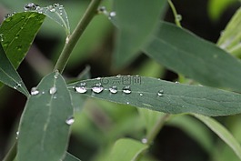 廠,雨滴,綠色