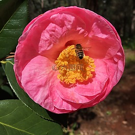 茶花,蜜蜂,araluen植物園