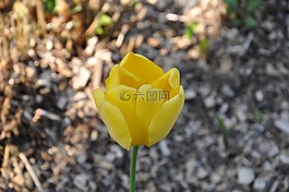 郁金香,花,廠