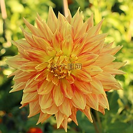 嬌琴紗,開花,大麗花花