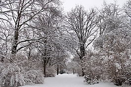 雪,公園,冬天