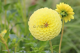 嬌琴紗,開花,大麗花花
