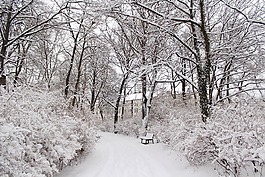雪,冷,冬天