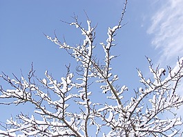 雪,科,樹