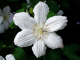 鐵線蓮,花,白
