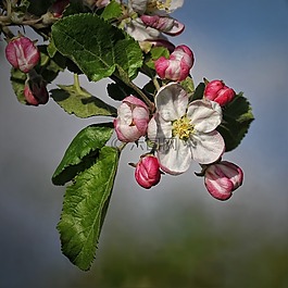 苹果花,苹果树,开花