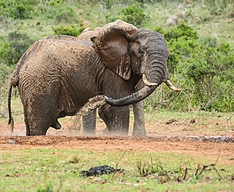 象,野生動物,自然