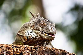 爬行動物,動物園,肖像