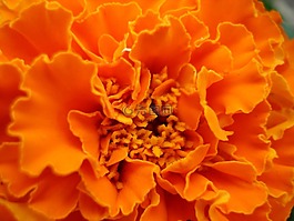 萬(wàn)壽菊,花,橙色