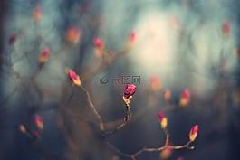 花蕾,鮮花,bud
