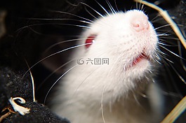 大鼠,白,女性