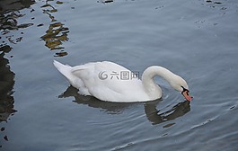 天鵝,大鳥水,白天鵝