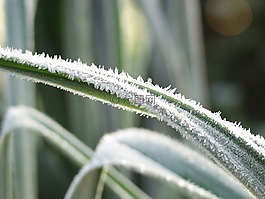 草,成熟,性質(zhì)