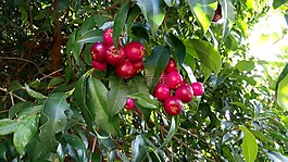 lilypillies,水果,野生