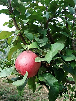 蘋(píng)果,紅色,蘋(píng)果樹(shù)
