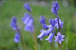 紫,花,花園