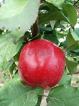 蘋(píng)果,水果,紅色