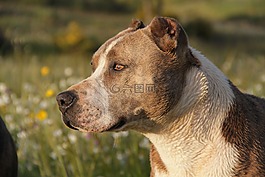 動(dòng)物,狗,pitbull
