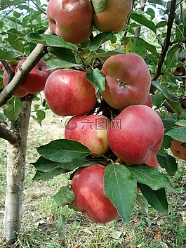 蘋(píng)果,紅色,蘋(píng)果樹(shù)