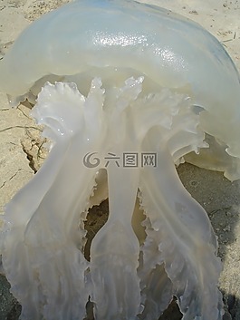 水母,海,夏季