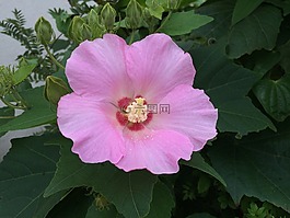 芙蓉,粉色,輝煌