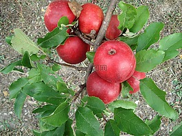 蘋(píng)果,紅色,蘋(píng)果樹(shù)