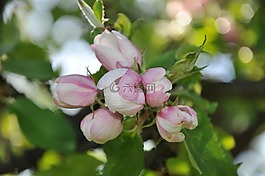 開花,芽,花