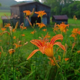 鮮花,谷倉,自然