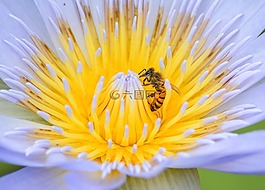 蜜蜂,花,自然