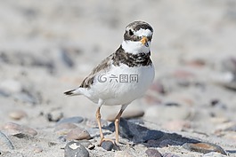 鸟,珩,涉禽