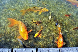 魚,金魚,錦鯉