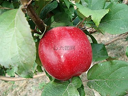 蘋果,水果,紅色