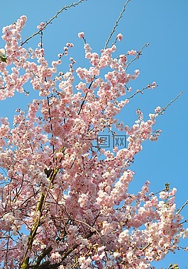 杏仁花,審美,鮮花