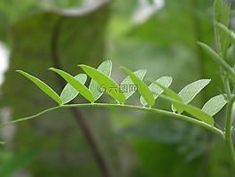 綠色的樹葉,葉子,植物