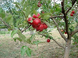 蘋(píng)果,紅色,蘋(píng)果樹(shù)