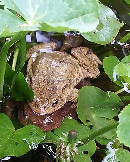 蟾蜍,溫肯,菌種