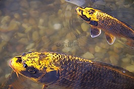 魚,金魚,錦鯉