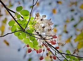 花,秋天的落葉,性質(zhì)