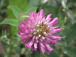 花卉,粉色,三葉草