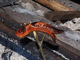 享用bratwurst,烤香腸,紅色